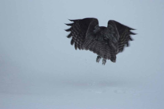 Jumping up from the snow. Look at the talons!